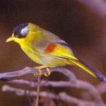 Silver eared Mesia at Doi Inthanon National Park, Thailand