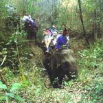 Riding elephants through the jungle in Thailand