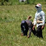 Philippines, Mindanao Ricefield, Allah Valley, South Cotabato.