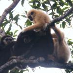 Gibbons, Khao Yai National Park, Thailand.