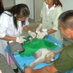 The world’s first Monkey Hospital, located in the city’s zoo, Lopburi, 160km north of Bangkok,Thailand.