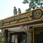 The world’s first Monkey Hospital, located in the city’s zoo, Lopburi, 160km north of Bangkok,Thailand.