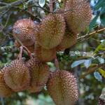 Philippines, Mindanao, Durian fruit