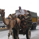 Camels in India often act like they own the road