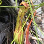 Nepenthes gracilis
