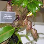 Borneo Exotics display