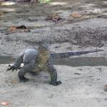 A lizard was an unexpected golf course companion
