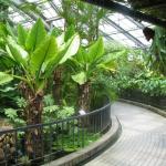 Typhonodrum lindleyanum