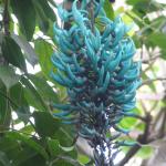 Strongylodon macrobotrys