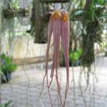 Bulbophyllum umbellatum