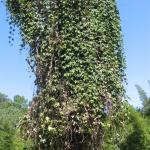 Hodgsonia macrocarpa var. capriocarpa