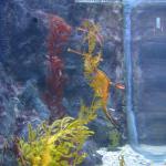 Underwater World, Sentosa, Singapore