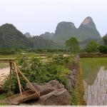 small road through the paddy fields