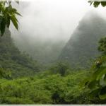 Forest in the river (Guizhou province)