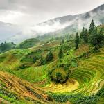 Dragon Back Rice Terrace
