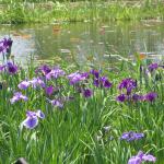 beautiful irises