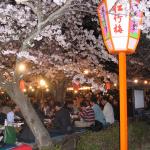 Ueno Park's sakura viewing party