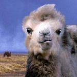 The Story of the Weeping Camel