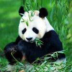 Wolong Nature Reserve mainly protects the ecosystem of the forest in southwest China and rare animals like Giant Panda.