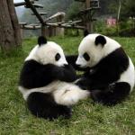 Giant Pandas are mainly distributed in Wolong Nature Reserve, taking up to 10% of the total number of giant panda in China.