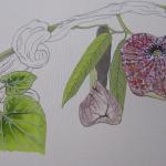 colouring of the silk