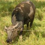 The last Tribes of Mindanao, the Yakan; Mountain Dwellers.