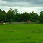 Bahay Kubo, Philippines, Mindanao ricefield