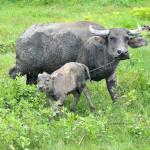 Philippines, Mindanao Countryside. Carabao and Calf.
