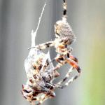 Philippines, Mindanao Countryside. Spiderfighting.