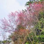 Peach Blossom - Sapa, Vietnam