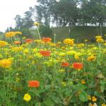 Flower Garden - Dalat, Vietnam