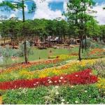 Flowers - Dalat, Vietnam