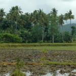 Buhay Mindanaw(Life in Mindanao)