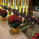 Poinsettias are everywhere in Hong Kong at Christmas