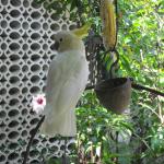 My little friend at Kraton Mangkunegara