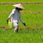 The Barrio's Bread and Butter, women in ricepaddy