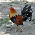 Sabong, “The Sport of Kings”