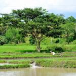 Rice, much more than food  Image by Ronald de Jong