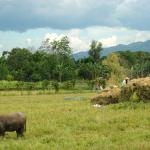 Rice, much more than food  Image by Ronald de Jong