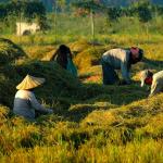 Rice, much more than food  Image by Ronald de Jong
