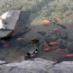 The fish and ducks are clearly seen swimming in the Miyagawa River (c) Sze-Leng Tan