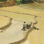 Hard working for a good harvest