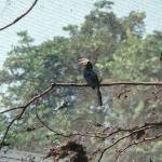 Mulu, Sarawak, Malaysia The bizarre-looking hornbill