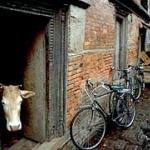 Cow in a doorway, Kathmandu, Nepal.