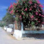MANATUTO, EAST TIMOR. Bougainvillea trees are just about the only things not detroyed by the Indonesians during their retreat in 1999.