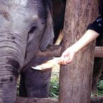 Lek stops at two markets so that she can buy fruit and vegetables for the elephants - watermelons, pineapples, cobs of corn. "All the money goes into the elephants' stomachs," laughs Lek. "Big savings accounts!"