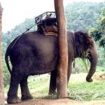 My dream, says Lek, "is a big home: a thick forest with a green grass field. I see the elephants released with no locks, no chains.... You don't know what it is like when they stay with me in the jungle. They are the most beautiful animals when they are in their own place. They are not the same in the camp. Because they have to obey the humans." I could have been listening to Rousseau: "Man is born free; and everywhere he is in chains."