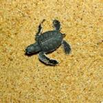 Henry, one hour old and little bigger than a bug, heads for the South China Sea after being released on a beach at the Ma'Daerah Turtle Sanctuary on the east-coast of Malaysia.