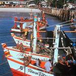 Fishing vessels lined up to discharge their catches at the pier in Hua Hin