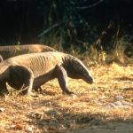 Komodo Dragon
